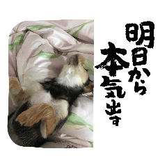 [LINEスタンプ] ワンちゃんスタンプ(Mix編)