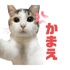 [LINEスタンプ] 猫のちゃんのスタンプ