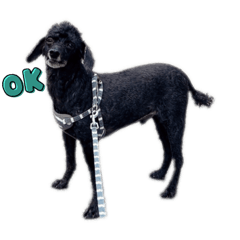 [LINEスタンプ] OREO Stamp 1st