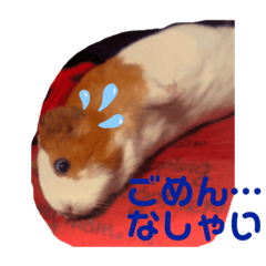 [LINEスタンプ] もふもるとわん