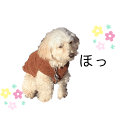 [LINEスタンプ] もかちるぴぴこ