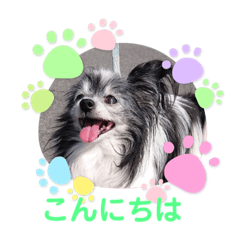 [LINEスタンプ] かわいいパンチちゃん