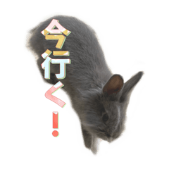 [LINEスタンプ] うさぎのすたんぷ！！！