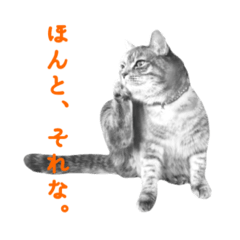 [LINEスタンプ] ツンデレ猫様。