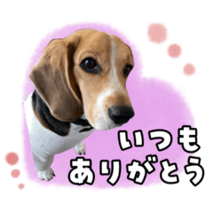 [LINEスタンプ] ボススタンプ①