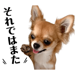 [LINEスタンプ] 気まぐれチワワの日常