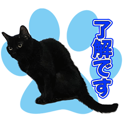 [LINEスタンプ] 黒猫ハッピー♪