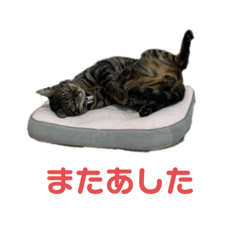 [LINEスタンプ] かわいいこーたくんVI