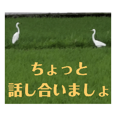 [LINEスタンプ] 老眼の目に優しいお花と自然の癒し