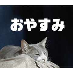 [LINEスタンプ] ぎん君