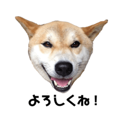 [LINEスタンプ] シバケン・りゅう