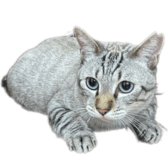 [LINEスタンプ] うちのねこ スタンプ -KAI-海