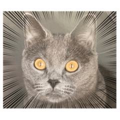 [LINEスタンプ] ねこじんすたんぷ