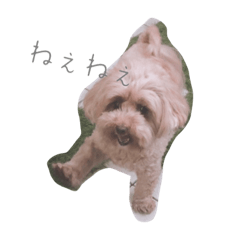 [LINEスタンプ] とんかつ犬ココ5