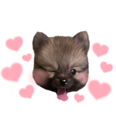 [LINEスタンプ] ポメラニアンのロア