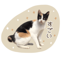 [LINEスタンプ] ぷっちょ スタンプ1