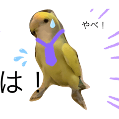 [LINEスタンプ] 癒され〜インコスタンプ