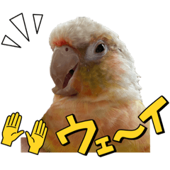 [LINEスタンプ] ウロコインコのうりPart7