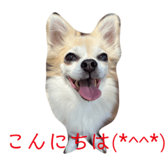 [LINEスタンプ] チワワのラブちゃん！