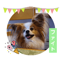 [LINEスタンプ] ぱぴぱぴパピヨン88