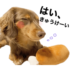 [LINEスタンプ] ミニチュアダックスフンドはかわいい。