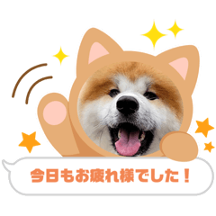 [LINEスタンプ] 秋田犬ふふのぼやき