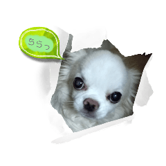 [LINEスタンプ] チワワなりに生きてます①