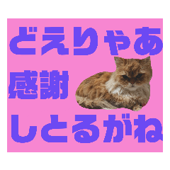 [LINEスタンプ] 写真de猫スタンプ3 名古屋弁(愛知県)