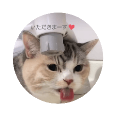 [LINEスタンプ] おみず大好き猫のふーちゃん