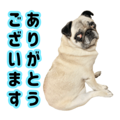 [LINEスタンプ] パグと猫とチワワ