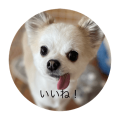 [LINEスタンプ] 犬と電車