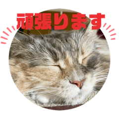 [LINEスタンプ] ねこねここころ 3