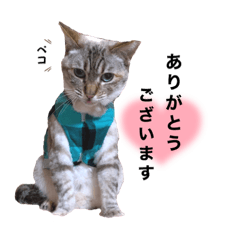 [LINEスタンプ] にゃんずふぁみりーの日常4