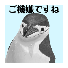 [LINEスタンプ] 神在月のペンギンスタンプ12