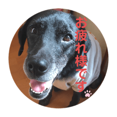[LINEスタンプ] 【限定】ysさんfamily