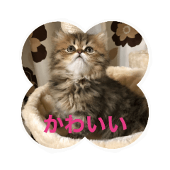 [LINEスタンプ] ミヌエット子猫らんまる