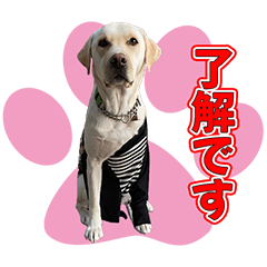 [LINEスタンプ] 元盲導犬バーニーと仲間たち