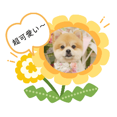 [LINEスタンプ] ポメラニアンうーちゃんのスタンプ♡