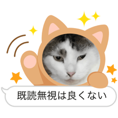 [LINEスタンプ] 猫のスタンプ（ちょっと変えたバージョン）