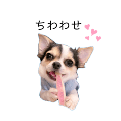 [LINEスタンプ] ロンチーちび太の日常スタンプ