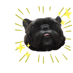 [LINEスタンプ] ポンちゃんの表情豊かなスタンプ集