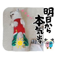 [LINEスタンプ] ☆チワワの心菜☆2022夏