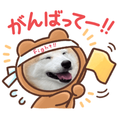 [LINEスタンプ] 柴犬のアズキさん2