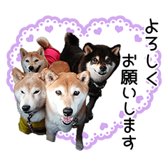 [LINEスタンプ] 柴☆スタンプ