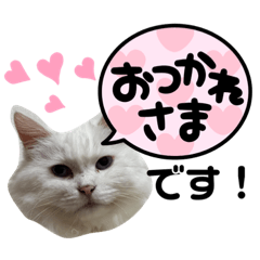 [LINEスタンプ] 保護ネコニャンズ スタンプ4