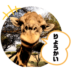 [LINEスタンプ] 世界の国から  南アフリカ   パート①