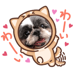 [LINEスタンプ] シーズーちゃみちゃんの基本スタンプ