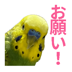 [LINEスタンプ] 表情豊かなセキセイインコ お喋りインコ編