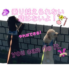 [LINEスタンプ] 可能思考のトイプードル兄弟 仁と礼 4−2