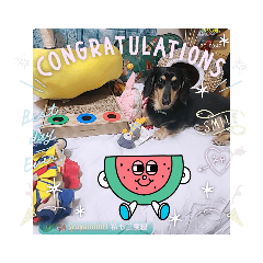 [LINEスタンプ] マイドッグ、キャット